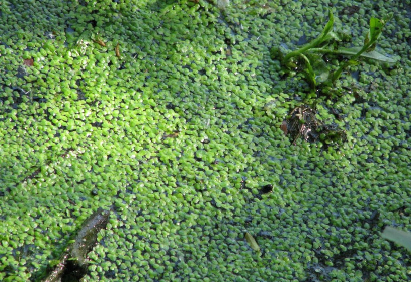 Schwimmpflanzen gegen Algen im Teich Teichpflanzen & Teichbau