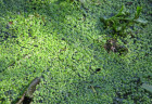 Schwimmpflanzen gegen Algen im Teich Teichpflanzen & Teichbau