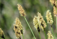 Wundersegge Carex appropinquata