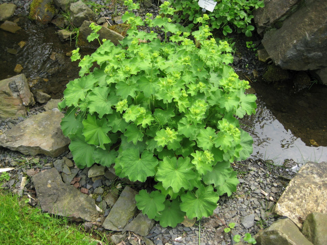 Frauenmantel Alchemilla mollis