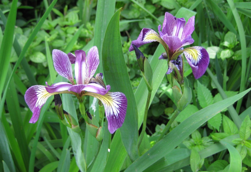 Teichpflanzen für Gartenteiche Teichpflanzen & Teichbau